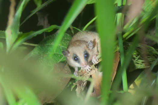 Robinson's Mouse-Opossum at Maquipucuna